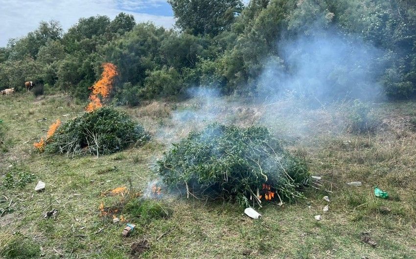 Neftçalada yabanı halda bitmiş 12 ton çətənə kolu məhv edildi