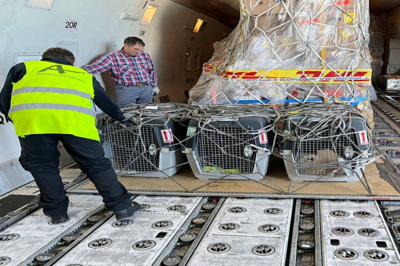 ABŞ Səfirliyi Azərbaycana verilən 5 minaaxtaran itlə bağlı paylaşım etdi