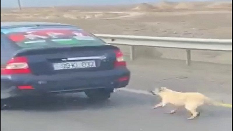 Azərbaycanda iti avtomobilin arxasına bağlayaraq sürüyən şəxs məsuliyyətə cəlb olundu -     VİDEO