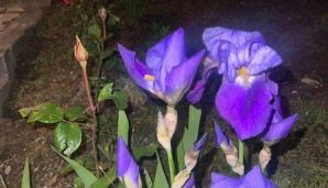 Leyla Əliyeva Şuşadan paylaşım edib — foto 2