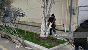Salyanda güclü külək olub, ağaclar aşıb — foto 1