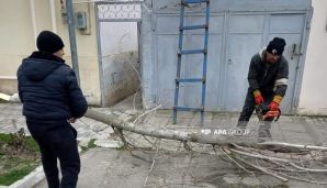 Salyanda güclü külək olub, ağaclar aşıb — foto 2