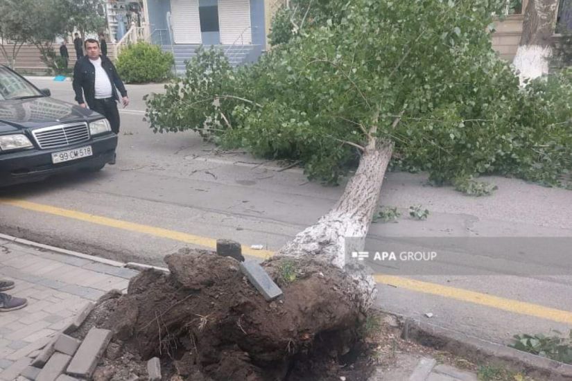 Salyanda güclü külək olub, ağaclar aşıb