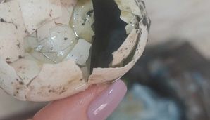 Müştəri “Bazarstore”dan məhsul aldı –       Hamısı xarab çıxdı - FOTOLAR — foto 1