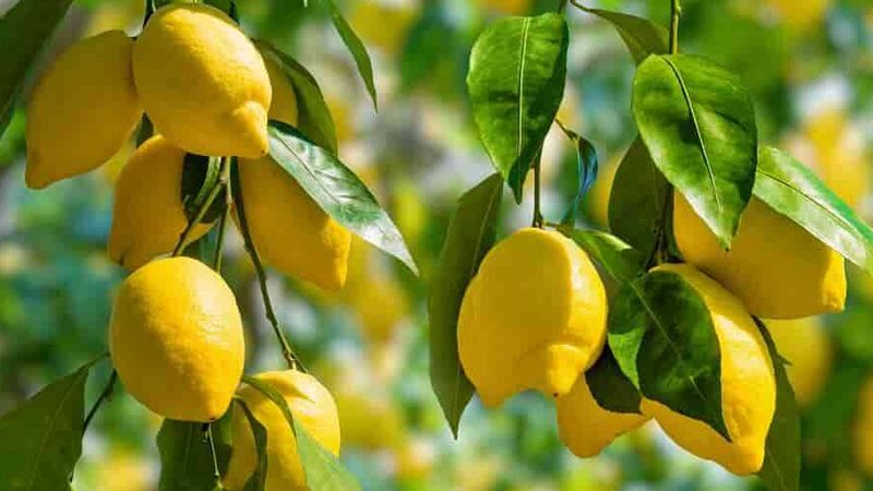 AQTA ilə "Ertagro" arasında dava:     18 ton viruslu limon əhaliyə necə satılıb?