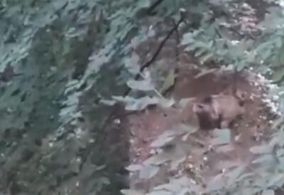 Göygöl Milli Parkında boz ayı inəyi parçalayıb -     ANBAAN VİDEO