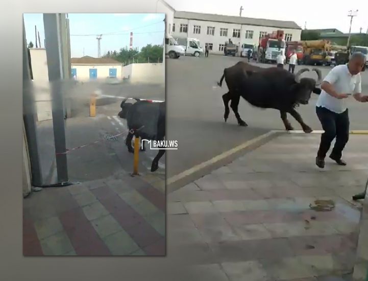 Camış Bakıda insanlara hücum edib, maşınlara ziyan vurdu -     VİDEO