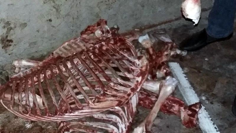 3 baş atı kəsərək Bakıda satmaq istəyənlər tutuldu