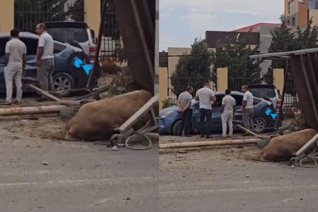 Bakıda “Prius” heyvan aparan yük avtomobili ilə toqquşdu, tıxac yarandı -     VİDEO