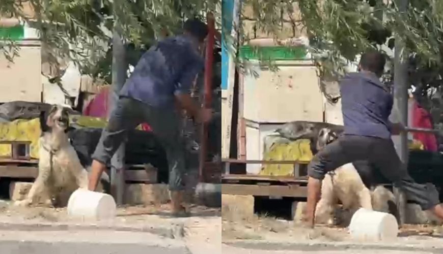 Küçədə iti baltaladı -     Araşdırma aparılır - VİDEO