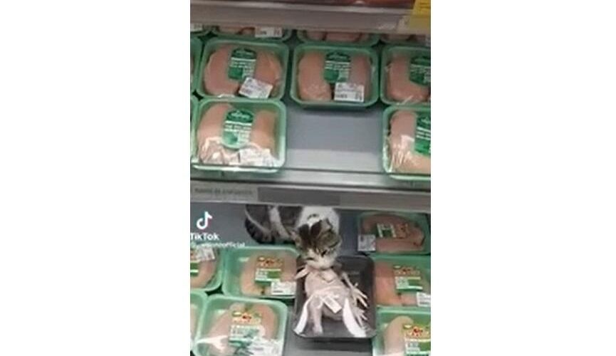 Bakıda pişik marketdə toyuqları yedi -       VİDEO