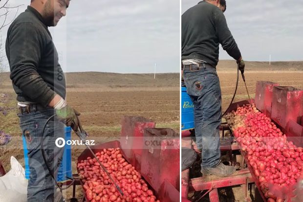 Toxumluq kartofu qırmızı rəngə boyayan fermer: “Dərmanın effektini görmürük” -     VİDEO