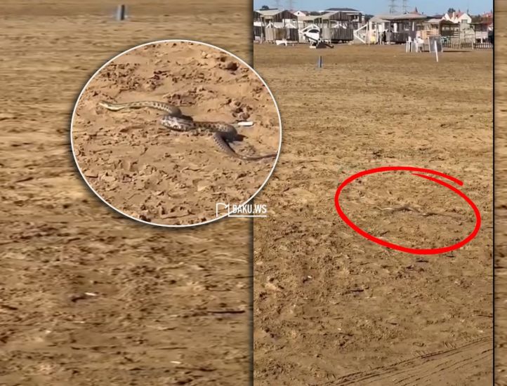 Təhlükəli anlar: Şüvəlanda çimərlikdə gürzə peyda oldu -     VİDEO