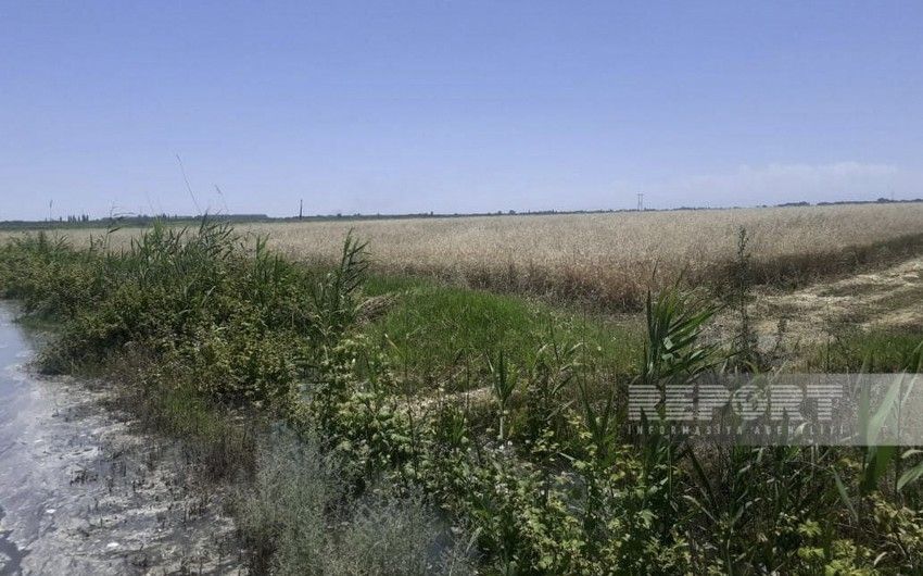 Qarabağ kanalının bəndi dağıldı, sahələri su basdı