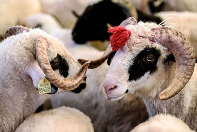 Azərbaycanda Qurban bayramı qeyd olunur