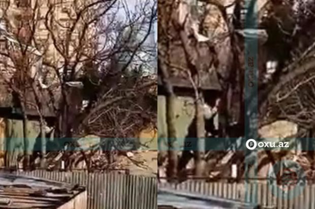 Bakıda ağaclar hasara alınaraq qanunsuz olaraq kəsilir -     VİDEO