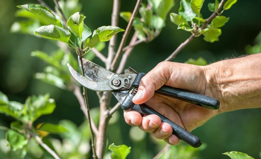 Ağacların budanması necə və nə vaxt aparılır? -   Mart ayında budanmalı ağaclar