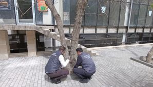 Nərimanovda ağaclar quruduldu -       FOTO — foto 1