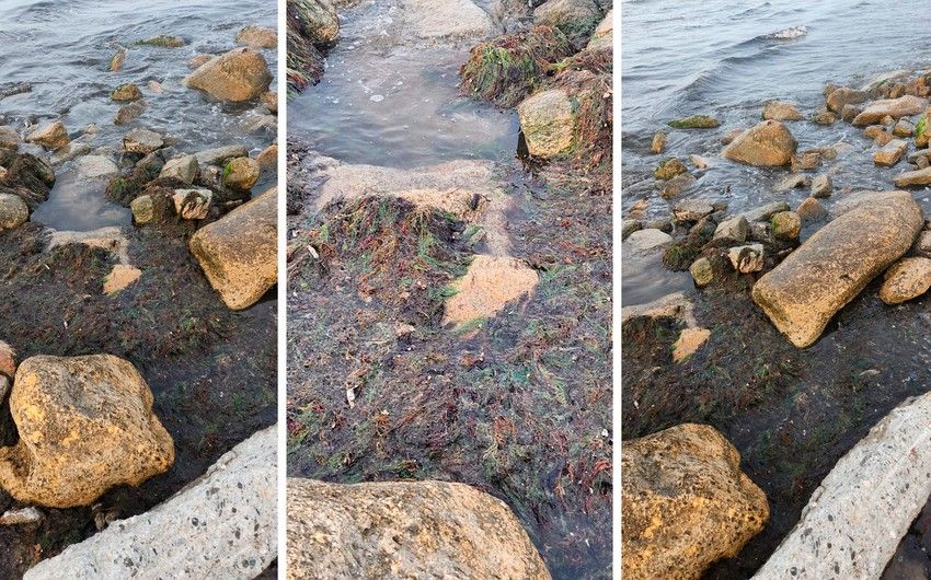 Nardarandakı çimərliyin çirklənməsi ilə bağlı görüntülər araşdırıldı