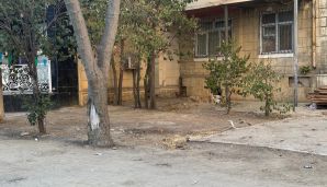 Yasamalda çoxillik ağaclar kəsilib, restoran tikiləcəyi deyilir -         ETSN tədbir görüb, BŞİH isə susur - VİDEO — foto 4