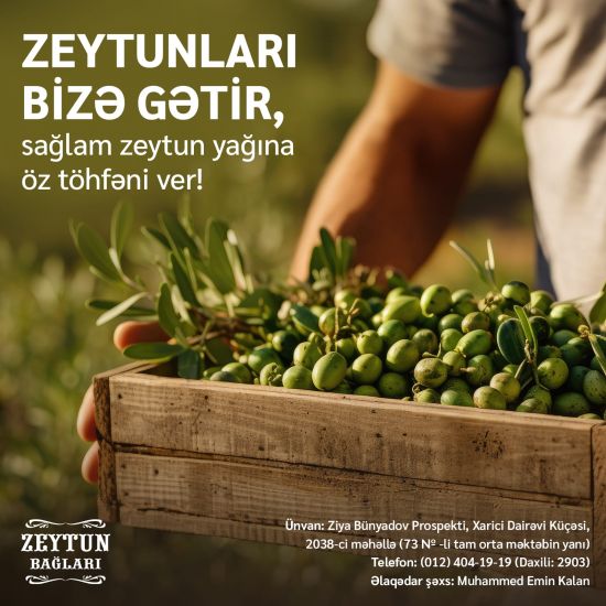 "Azərsun Holdinq"  zeytun qəbuluna start verib