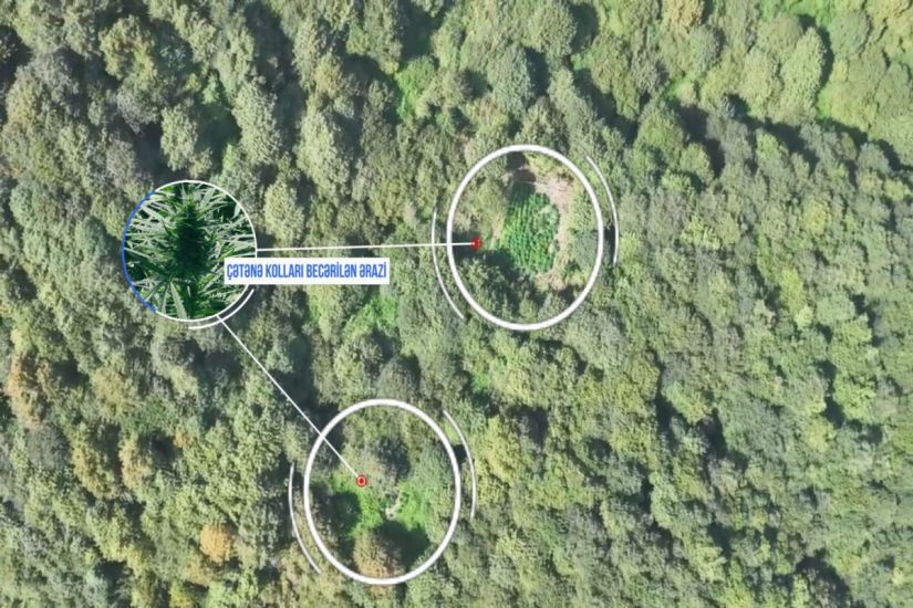 Balakəndə narkotik plantasiyaları salan 5 nəfər saxlanıldı