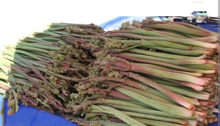 Xərçəngin müalicəsində yeni bitki