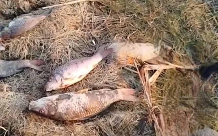Mahmudçalada balıqların kütləvi ölümünün səbəbi açıqlandı
