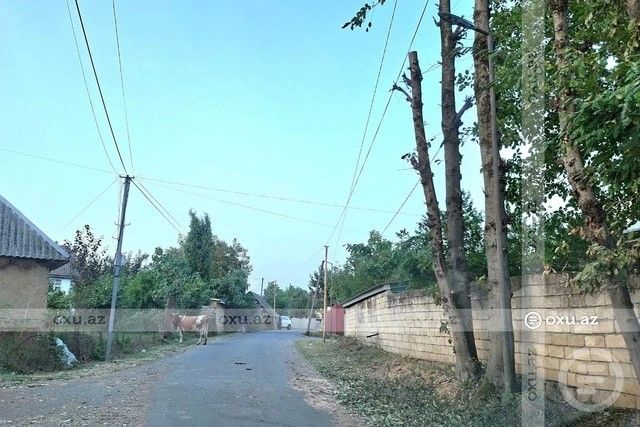 Azərbaycanda bələdiyyə sədri yaxın qohumunu məsuliyyətə cəlb etdirdi