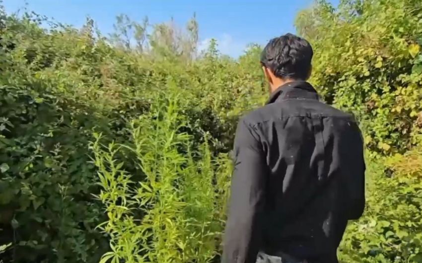 Saatlıda çətənə bitkilərinin gizli yetişdirilməsi üçün istifadə edilən tunellər aşkarlandı