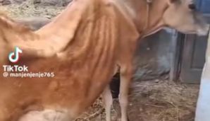 Agentlikdən xəstə heyvanlarla bağlı açıqlama: "Fotolar Rusiya və Afrikada çəkilib" — foto 1