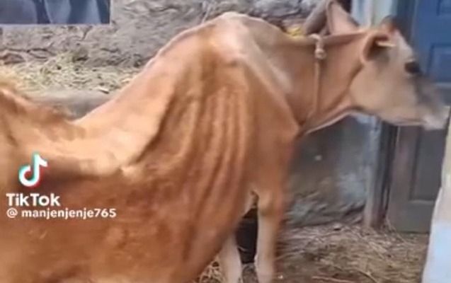 Agentlikdən xəstə heyvanlarla bağlı açıqlama: "Fotolar Rusiya və Afrikada çəkilib"