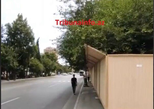 “Gold” MTK yüzlərlə ağacı məhv etdi -     FOTOFAKT