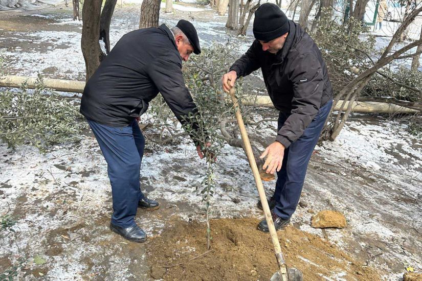 Binəqədidə ağac kəsilib, Baş Prokurorluğa müraciət olunacaq