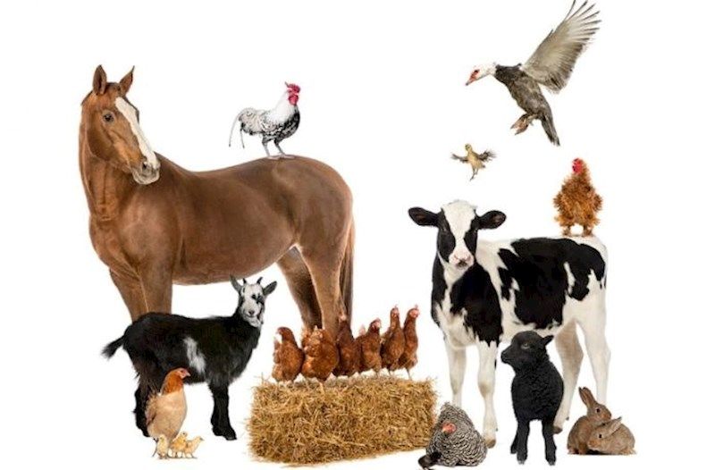 Azərbaycanda yalnız quşların sayı artıb –     Nə qədər heyvan var?