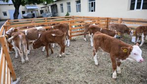 Xocalıda “Qoç Ət”in heyvandarlıq kompleksi ilə tanışlıq olub -     FOTO — foto 3