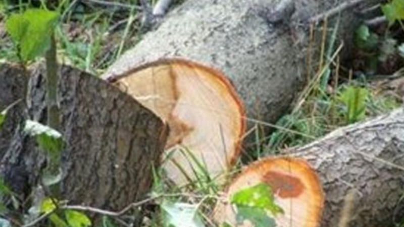 Salyan və Saatlıda ağaclar qanunsuz kəsilib