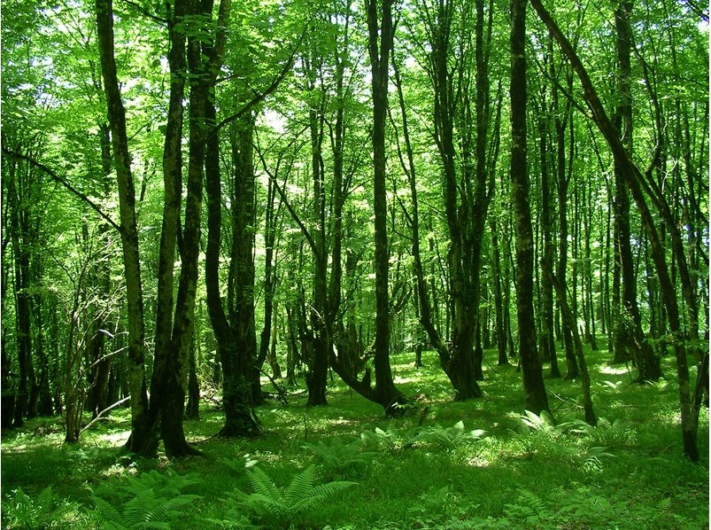 COP17-ni qəbul edən Ermənistan ekoloji cinayətini gizlədir