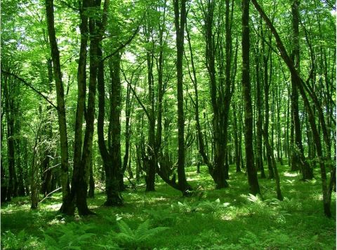 COP17-ni qəbul edən Ermənistan ekoloji cinayətini gizlədir